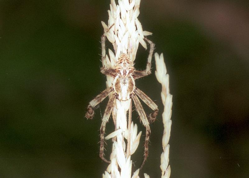 Eriophora_hamiltoni_F1659_Z_75_Mt Birangeli state park_Australie.jpg